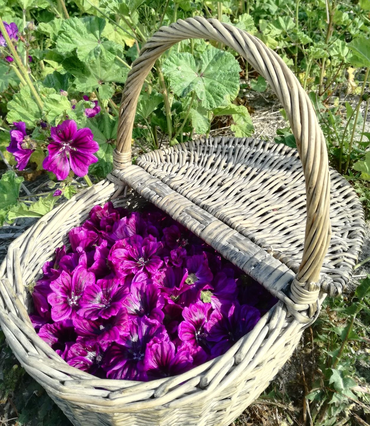 Panier de fleurs de mauve