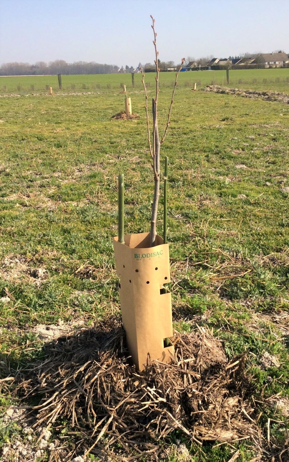 Noisetier avec paillage naturel et manchon biodégradable.